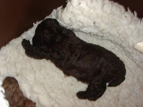 Dværgpuddel Zia - det er hårdt at være lille billede 2