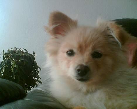 Pomeranian Floffy (Elfie) - Floffys ene øre var "knækket" da vi købte hende 4 mdr. gammel - nu står det altid op :) billede 5