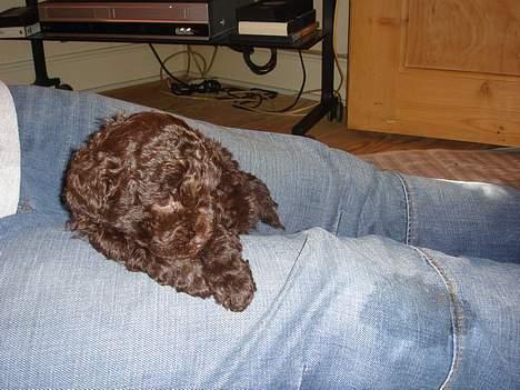 Dværgpuddel Zia - en lille lur efter at have været i haven billede 3