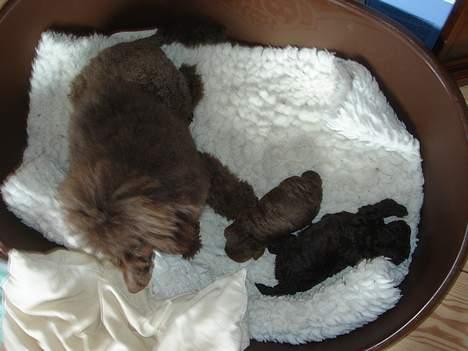 Dværgpuddel Zia - zia sammen med sin bror coco og mor beauty billede 4