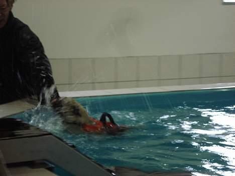Mops Fiona - Fiona brugte påsken til at lære at svømme.... billede 7