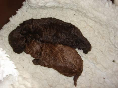 Dværgpuddel Zia - zia og hendes bror coco billede 5