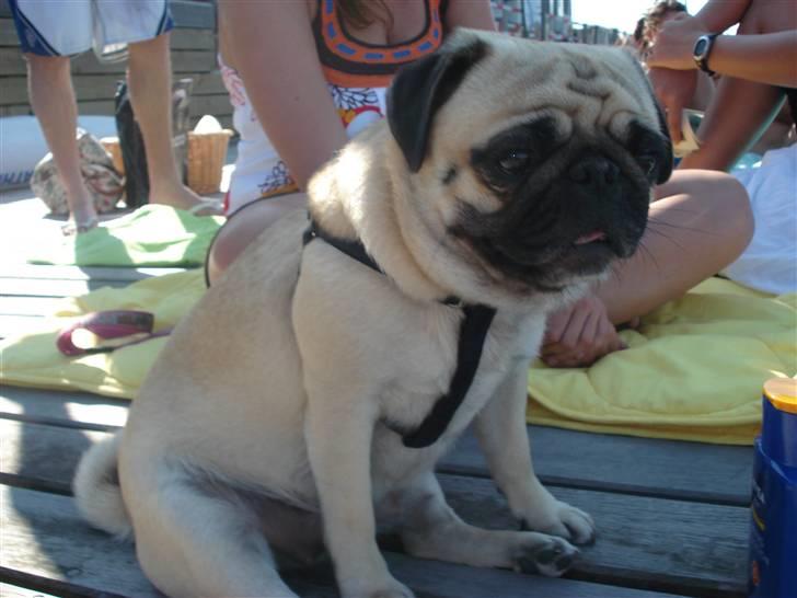 Mops Fiona - Det er hårdt at være ved vandet billede 8