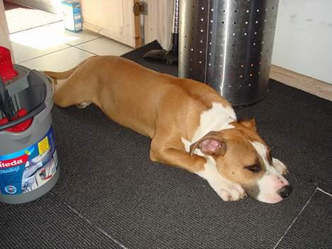 Amerikansk staffordshire terrier Djengis - fåårk det er hårdt og lege ude i det gode vejr hele dagen.. billede 14