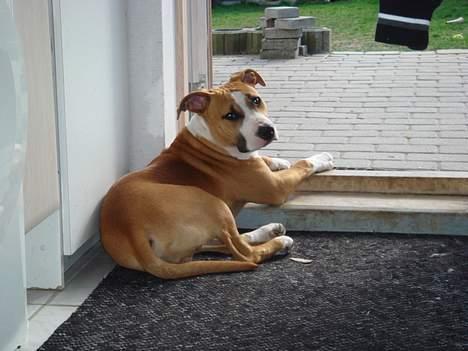 Amerikansk staffordshire terrier Djengis - arhh..  ligger lige og studere haven billede 15