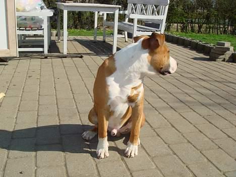 Amerikansk staffordshire terrier Djengis - sidder fint..  men hov, hvad var det..? billede 16