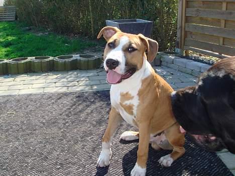 Amerikansk staffordshire terrier Djengis - eejj far, bliv nu færdig med det kamera..  big smile for you.. billede 17