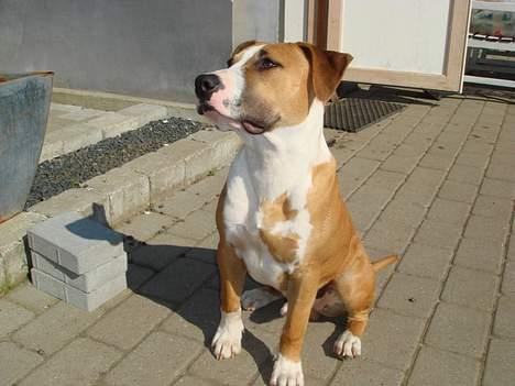 Amerikansk staffordshire terrier Djengis - sidder jeg ikk bare fint...?? billede 18