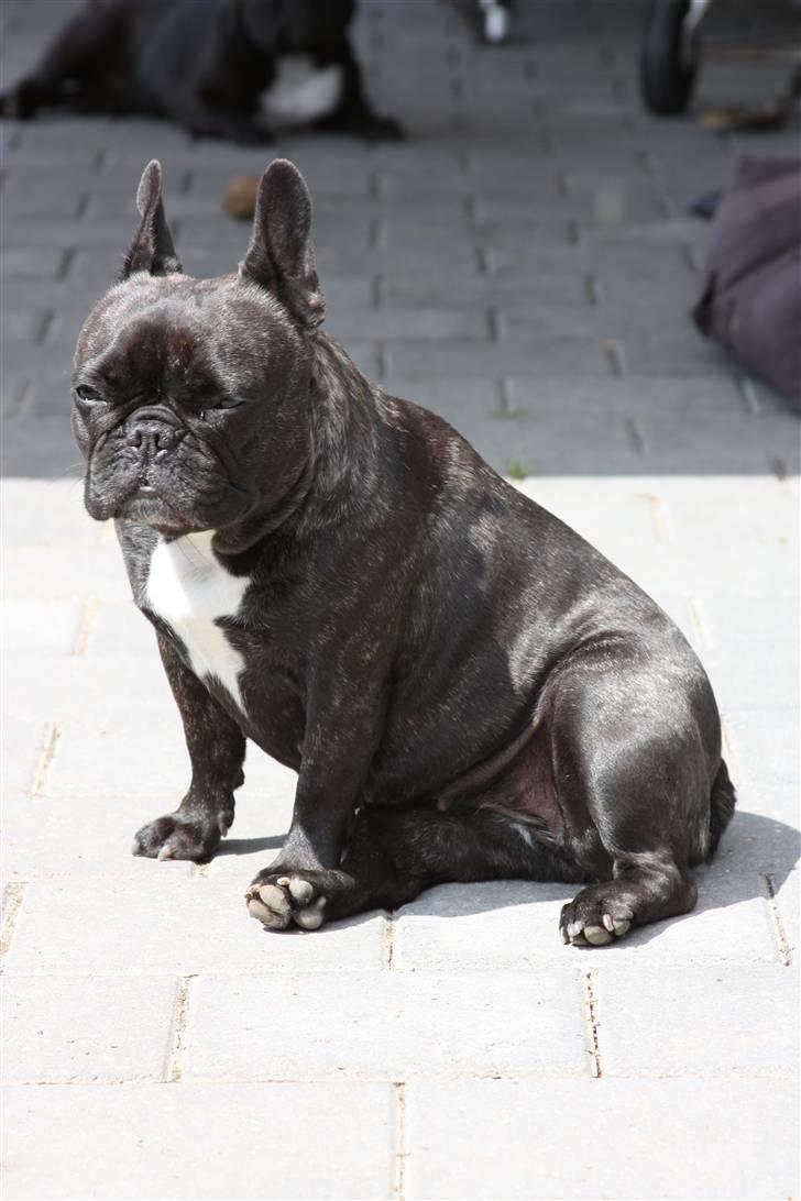 Fransk bulldog Aja billede 1