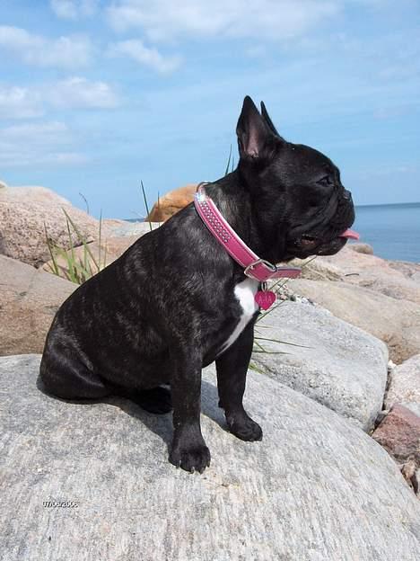 Fransk bulldog Aja billede 2