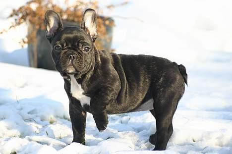 Fransk bulldog Aja billede 3