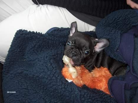 Fransk bulldog Aja - da jeg lige havde hentet Aja 8 uger gammel billede 4