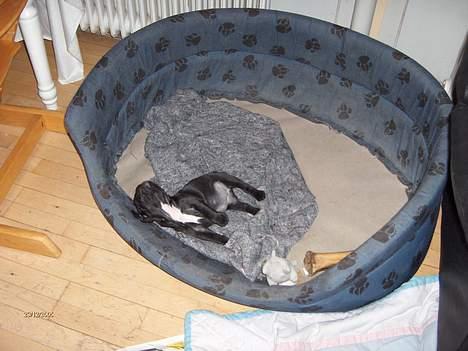 Fransk bulldog Aja - Aja 8 uger billede 5