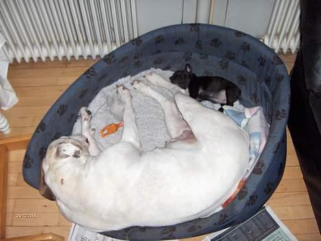 Fransk bulldog Aja billede 6