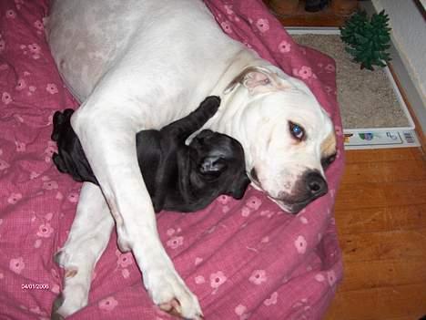 Fransk bulldog Aja billede 7