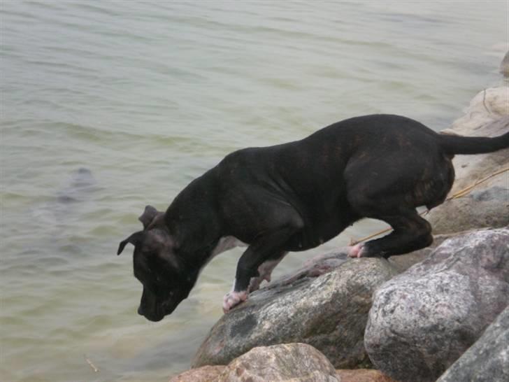 Staffordshire bull terrier Zizou - Uuuh, tør ikk gå ned i det kooolde vand... 18/11-07 billede 13