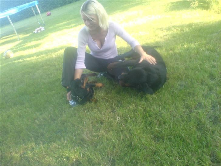 Gravhund Oliver *SAVNES*   billede 14