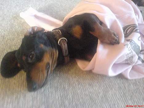 Gravhund Oliver *SAVNES*   - jeg leger lige med din trøje mor... ;D  hehe.... billede 15