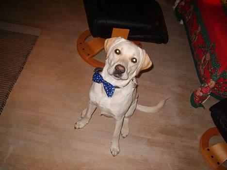 Labrador retriever Bongo - Bongo klar til at tage imod damerne nytårs aften billede 1
