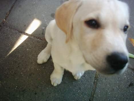 Labrador retriever Bongo - Ikke ret gammel, meget nysgerig hund billede 2