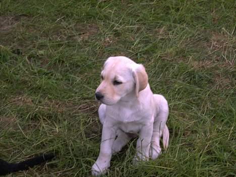 Labrador retriever Bongo - meget lille bongo billede 3