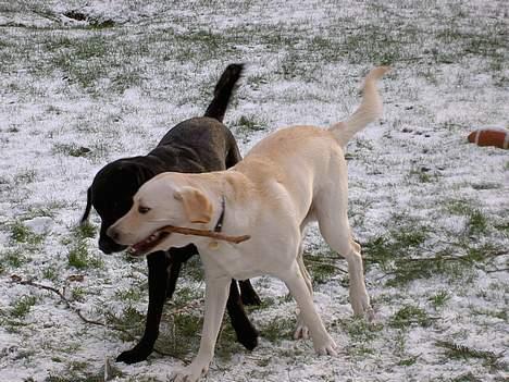 Labrador retriever Bongo - Bongo og Bailey billede 4