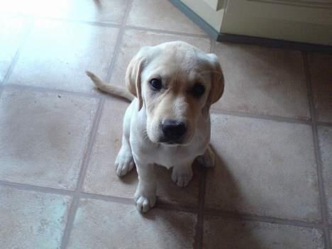 Labrador retriever Bongo - Det handler om at koncentrere sig billede 5