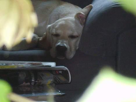 Labrador retriever Bongo - Det er hårdt at være hund. bongo i SIN sofa billede 6