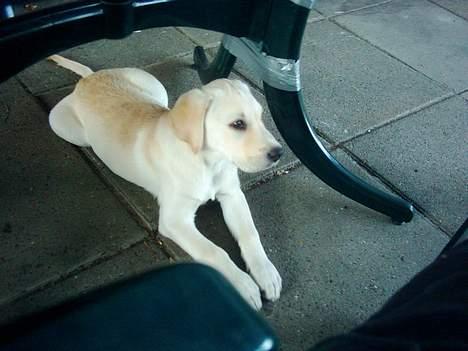 Labrador retriever Bongo - Bongo, 3 dage efter vi fik ham billede 7