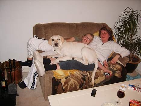 Labrador retriever Bongo - Når de vil bruge hans sofa ? billede 8