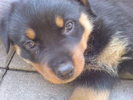 Rottweiler Frida - Frida 8 uger. billede 6