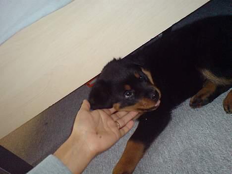Rottweiler Frida - Frida 8 uger. billede 7