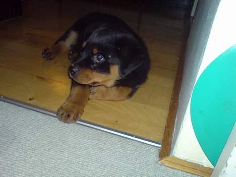 Rottweiler Frida - Frida 9 uger. så er hun ved at vende sig til sit nye hjem. billede 8