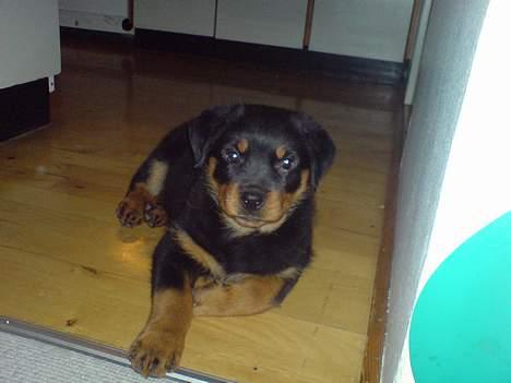 Rottweiler Frida - Frida 9 uger. billede 9