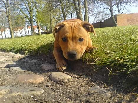 Staffordshire bull terrier Angie billede 12
