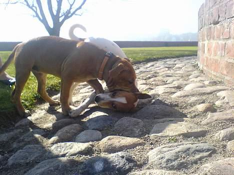 Staffordshire bull terrier Angie billede 13