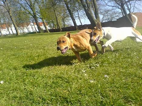 Staffordshire bull terrier Angie billede 14