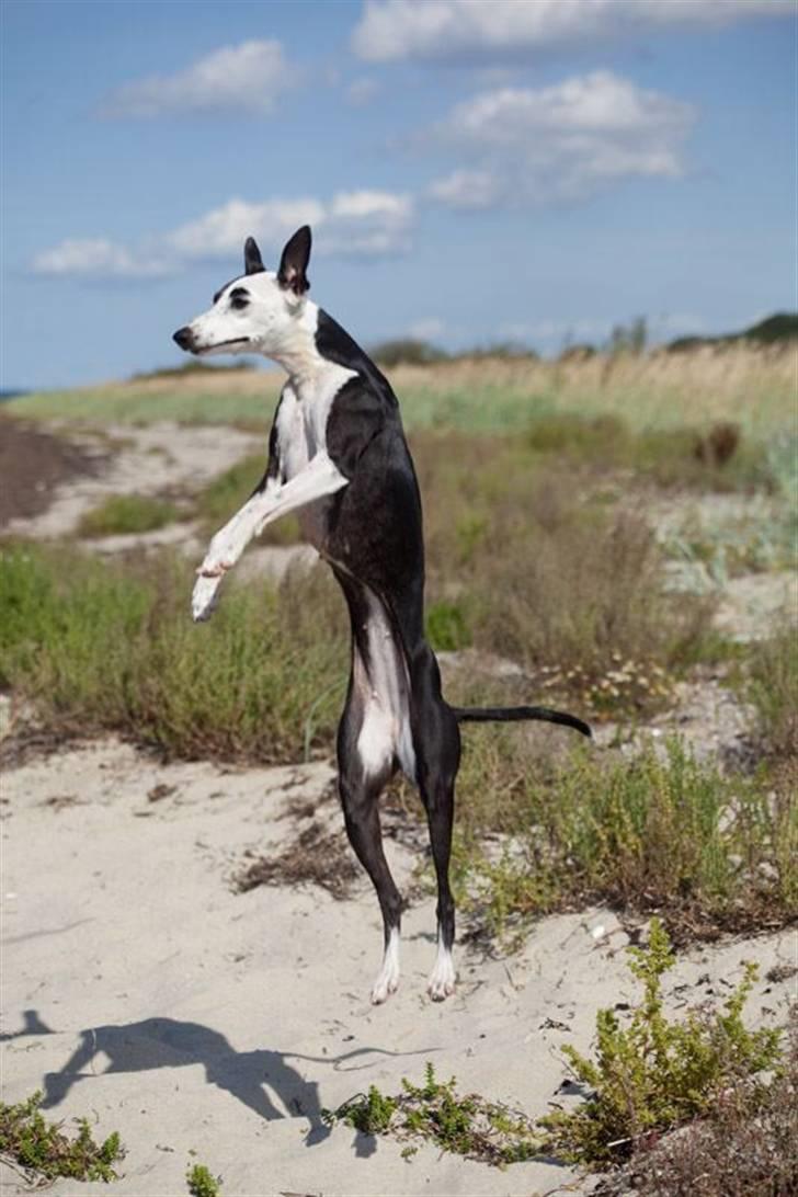 Whippet Abbie - Abbie i luften ;O)  på Langeland August 2009 billede 1