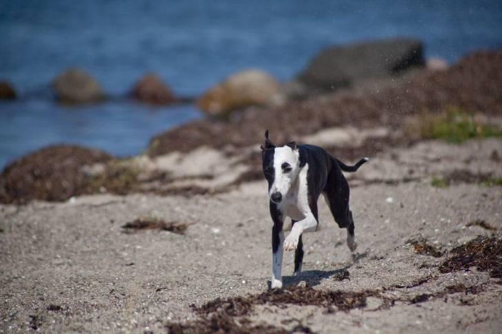 Whippet Abbie -  i fuld Fart...  Stranden ved Rifbjerg udflytter - Langeland August 2009 billede 2
