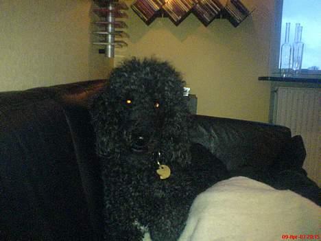 Storpuddel Kicki Død:'( - Den hygger sig da:P billede 7