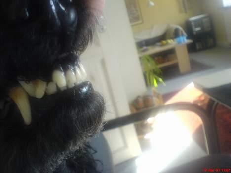 Storpuddel Kicki Død:'( - Kicki Der blev lidt sur, da Jeg drillede den billede 8