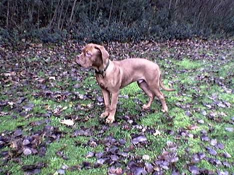 Dogue de bordeaux Onslow R.I.P - Kom så små fugle... Vil bare smage... pip pip billede 4