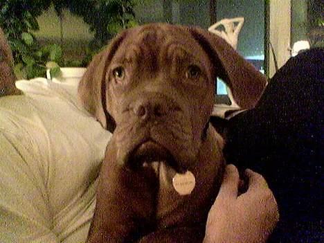 Dogue de bordeaux Onslow R.I.P - Ha Ha... Har helle hos far...  billede 5