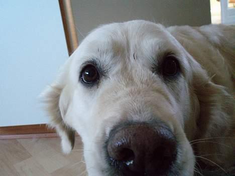 Golden retriever Maggie - In you´r face :P billede 12