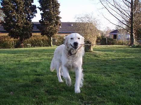 Golden retriever Basse - Nu kommer jeg med pinden :D billede 14