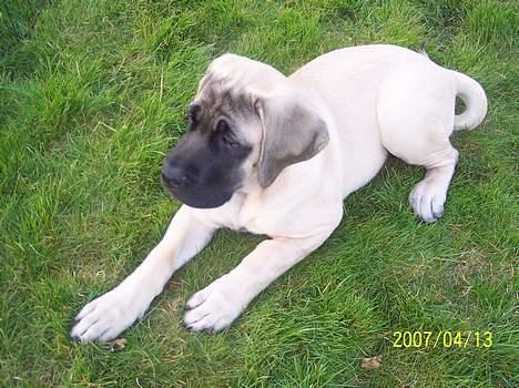 Mastiff Carla  (himmelhund) billede 8