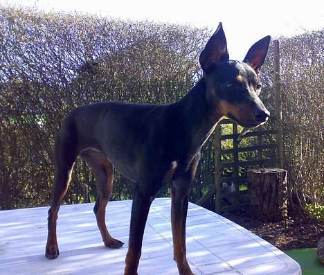 Engelsk toy terrier Fifi Gong Gong    billede 15