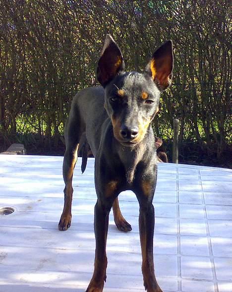 Engelsk toy terrier Fifi Gong Gong    - Jeg er barsk...MEGET barsk hi hi billede 16