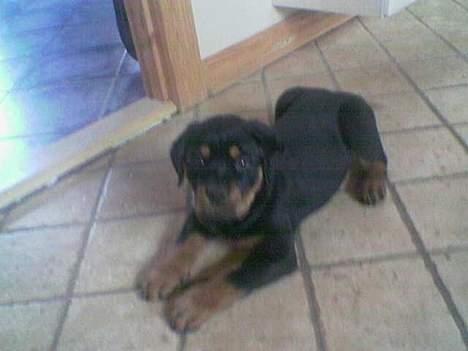 Blanding af racer Trine (Rip d. 24/5-2019) - som helt bette.. er jeg ikke bare søøøøød??  billede 5