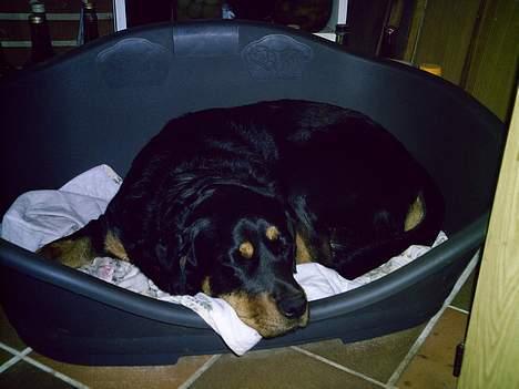 Blanding af racer Trine (Rip d. 24/5-2019) - lad mig nu bare sove...  billede 6